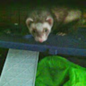 Meet your Posher, Evie